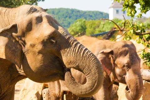 Elephant Stock Photos