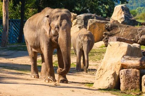 Elephant Stock Photos