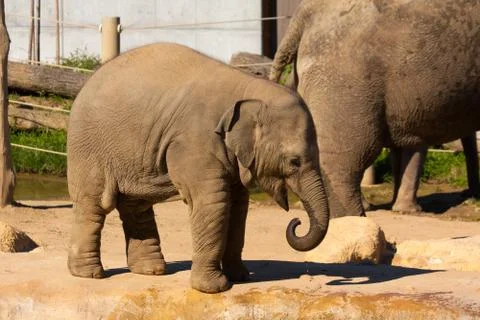 Elephant Stock Photos