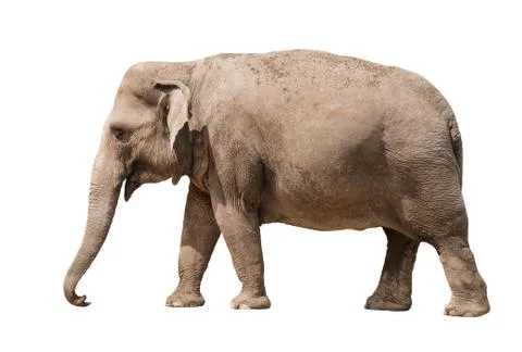 Elephant Stock Photos