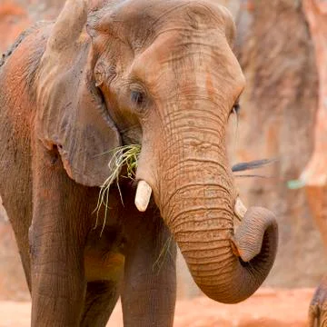 Elephant Stock Photos