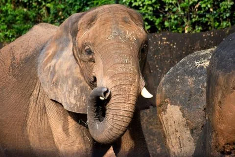 Elephant Stock Photos