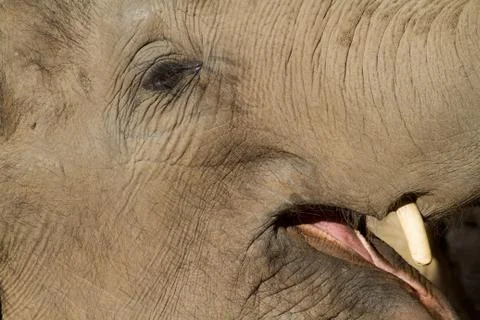 Elephant Stock Photos