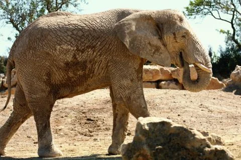 Elephant Stock Photos