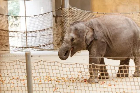 Elephant. Stock Photos