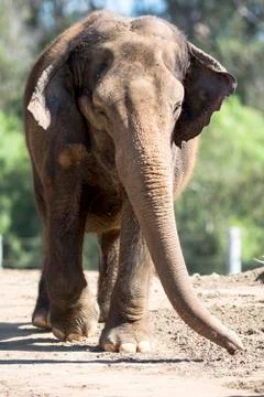 Elephant Stock Photos