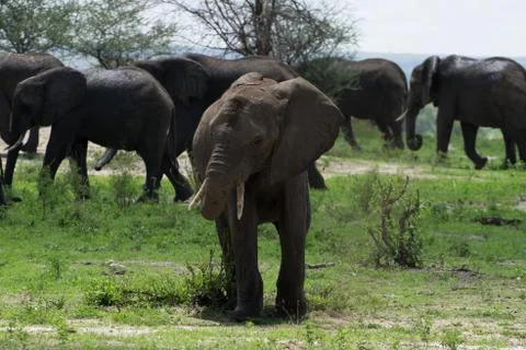 Elephant Stock Photos