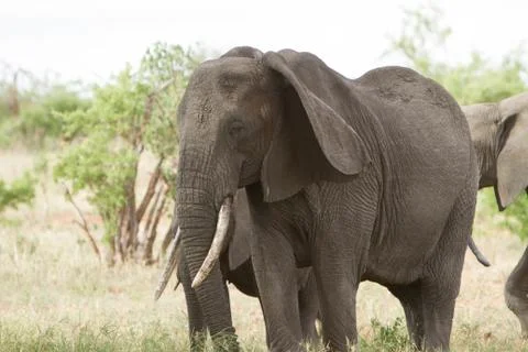 Elephant Stock Photos