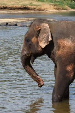  Elephant Stock Photos