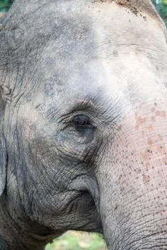 Elephant Stock Photos