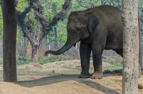 Elephant Stock Photos