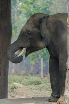 Elephant Stock Photos