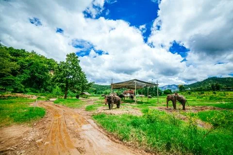 Elephant 스톡 사진