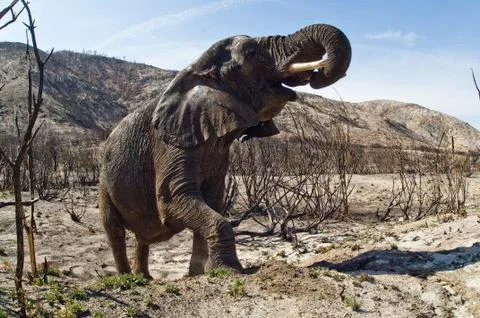 Elephant Stock-Fotos