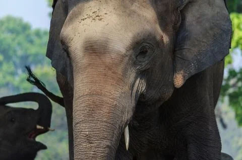 Elephant Stock Photos