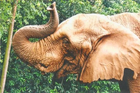 Elephant Stock Photos