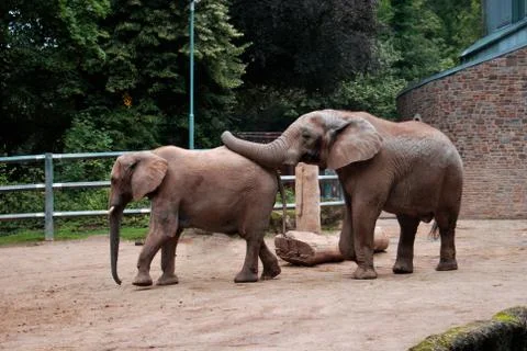 Elephant Stock Photos