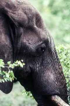 Elephant Stock Photos