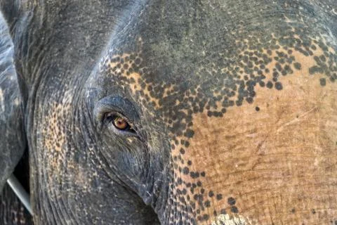 Elephant Stock Photos