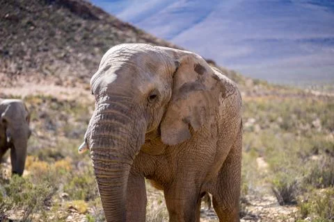 Elephant Stock Photos