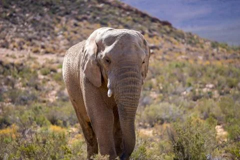 Elephant Stock Photos