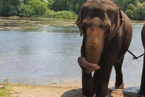 Elephant 写真素材