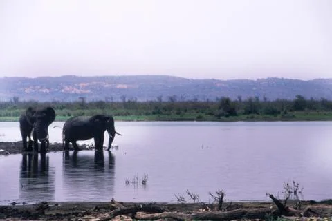 Elephant Stock Photos