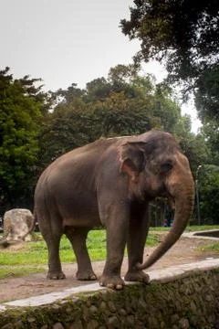 Elephant Stock Photos
