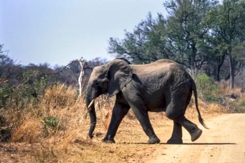 Elephant Stock Photos