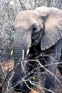 Elephant Stock Photos