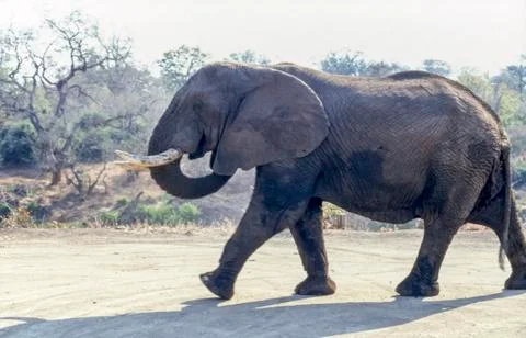 Elephant Stock Photos