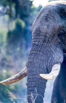 Elephant Stock Photos