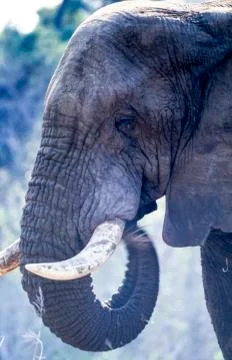 Elephant Stock Photos