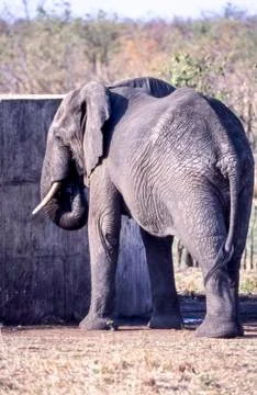 Elephant Stock Photos