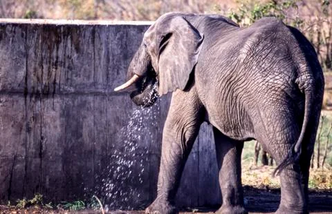 Elephant Stock Photos
