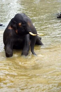 Elephant Stock Photos