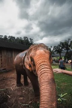 Elephant Stock Photos