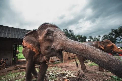 Elephant Stock Photos