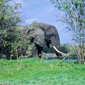 Elephant Stock Photos