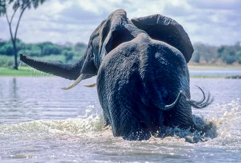 Elephant Stock Photos