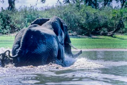 Elephant Stock Photos