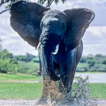 Elephant Stock Photos