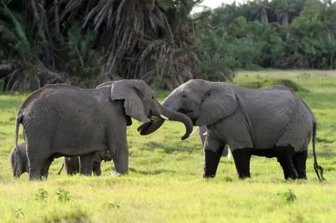 Elephant Stock Photos