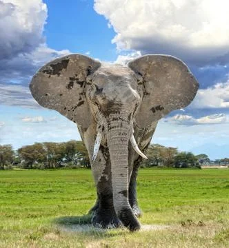 Elephant Stock Photos