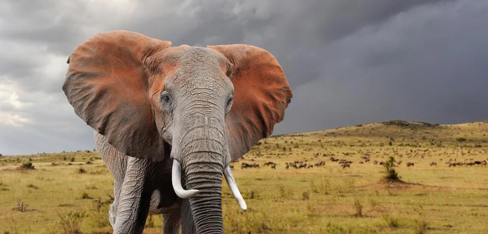 Elephant Foto stock