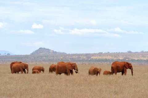 Elephant Fotos Stock