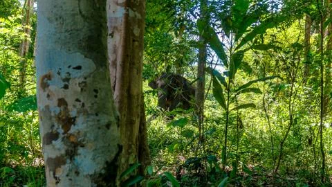 Elephant Stock Photos