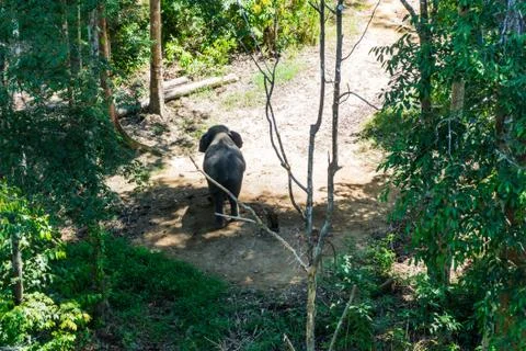 Elephant Stock Photos