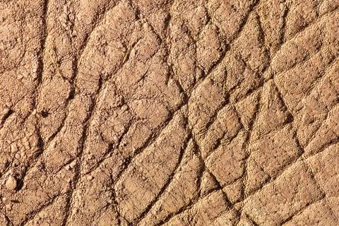 Elephant Stock Photos