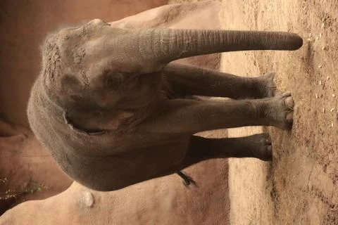 Elephant Stock Photos